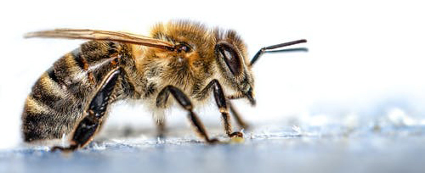Biene in Nachaufnahme