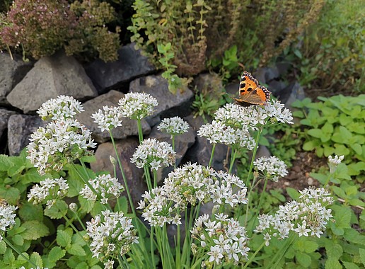 Kräuterspirale im Vordergrund eine Biene und ein Schmetterling an den Blüten